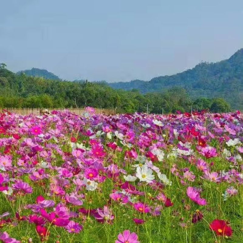 山东潍坊羽扇豆鲁冰花小花苗马鞭草粉黛乱子草小苗