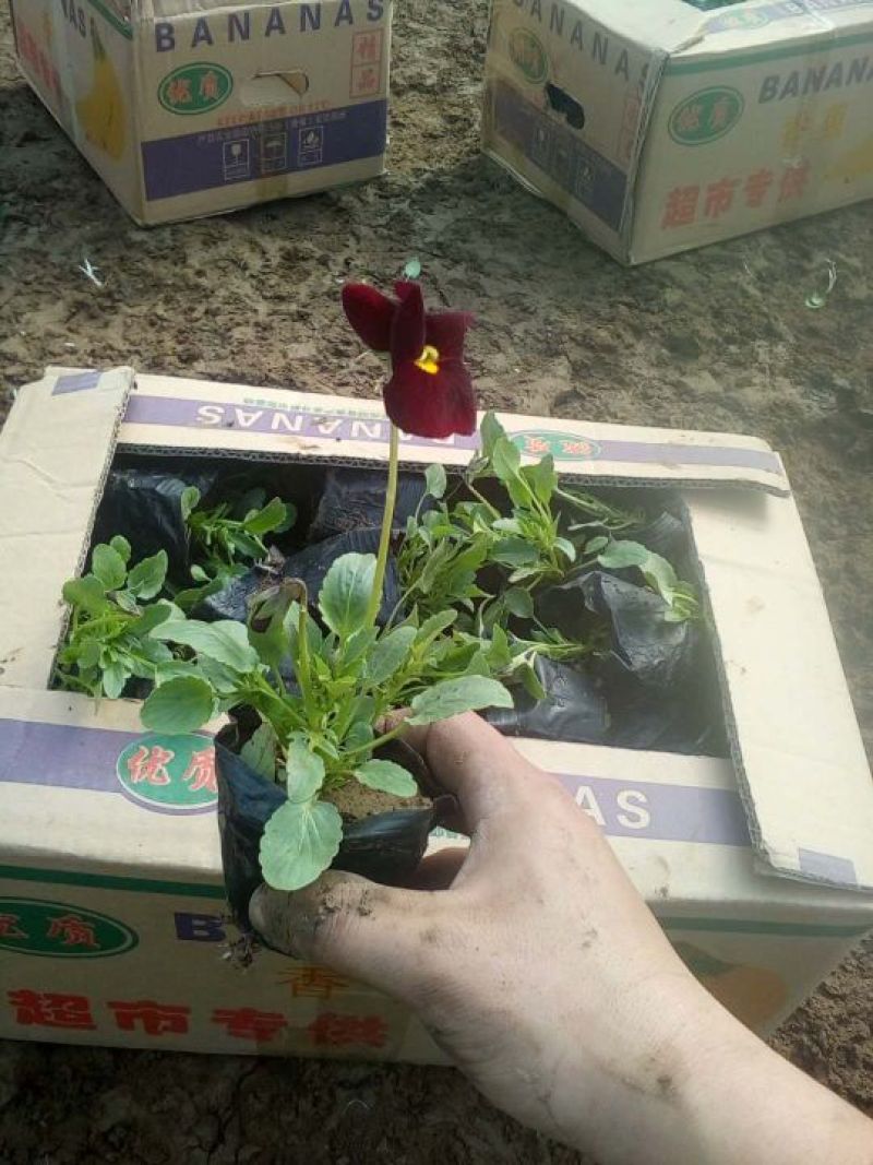鲁冰花苗羽扇豆，山东鲁冰花花苗，花海种苗，绿化园林市政