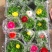 鲁冰花苗羽扇豆，山东鲁冰花花苗，花海种苗，绿化园林市政