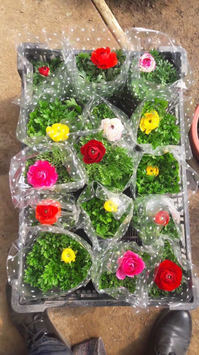 鲁冰花苗羽扇豆，山东鲁冰花花苗，花海种苗，绿化园林市政