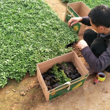 鲁冰花苗羽扇豆，山东鲁冰花花苗，花海种苗，绿化园林市政