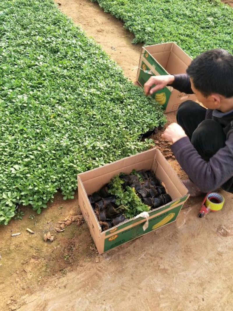 鲁冰花苗羽扇豆，山东鲁冰花花苗，花海种苗，绿化园林市政