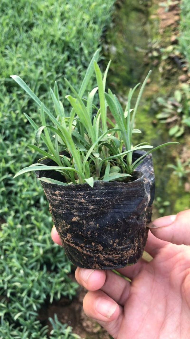 鲁冰花苗羽扇豆，山东鲁冰花花苗，花海种苗，绿化园林市政