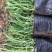 鲁冰花苗羽扇豆，山东鲁冰花花苗，花海种苗，绿化园林市政