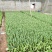 鲁冰花苗羽扇豆，山东鲁冰花花苗，花海种苗，绿化园林市政