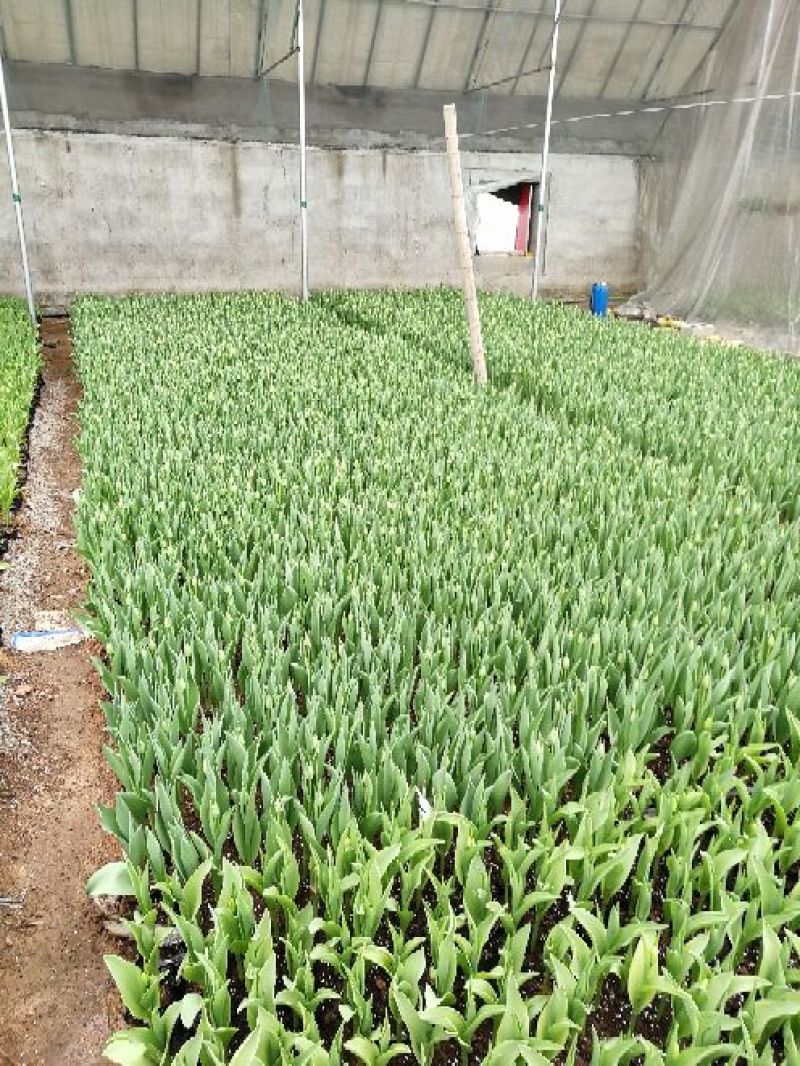 鲁冰花苗羽扇豆，山东鲁冰花花苗，花海种苗，绿化园林市政