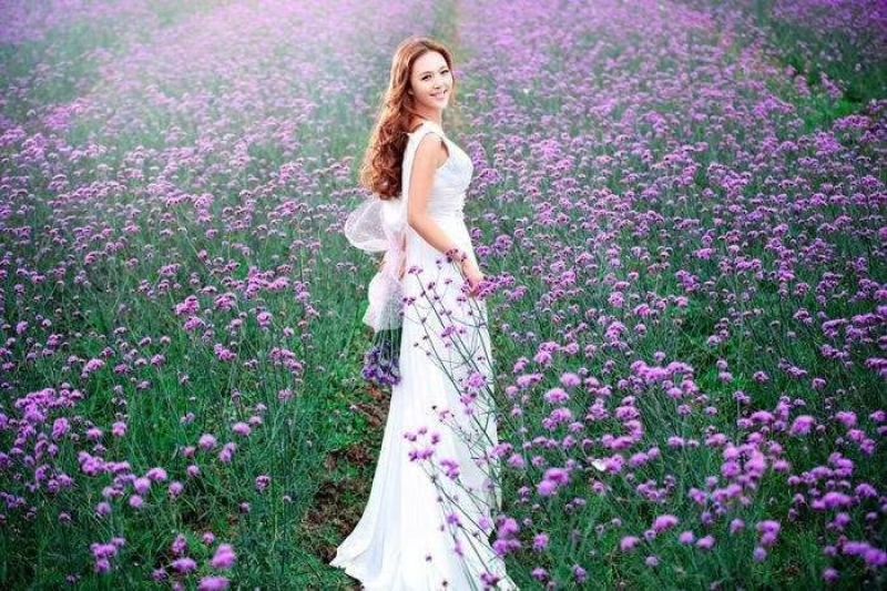 鲁冰花苗羽扇豆，山东鲁冰花花苗，花海种苗，绿化园林市政