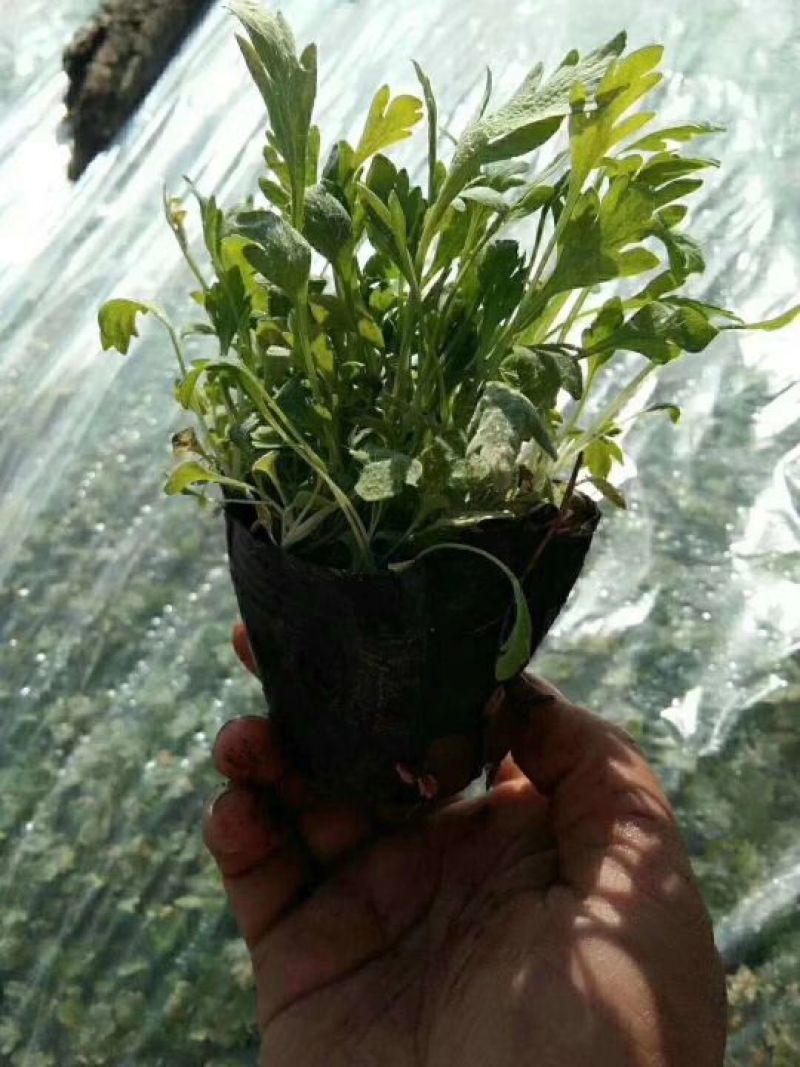鲁冰花苗羽扇豆，山东鲁冰花花苗，花海种苗，绿化园林市政
