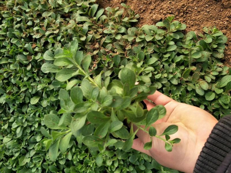 鲁冰花苗羽扇豆，山东鲁冰花花苗，花海种苗，绿化园林市政
