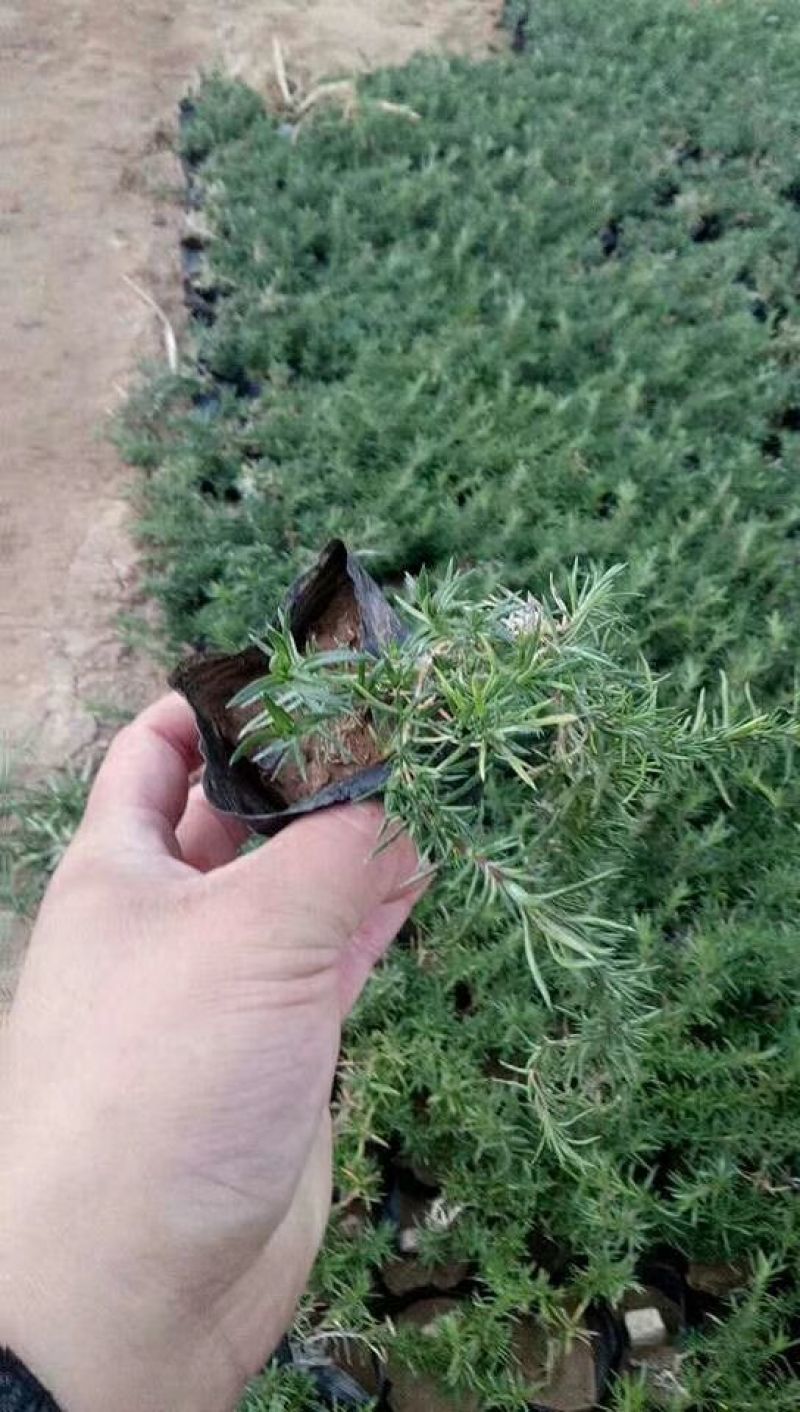 鲁冰花苗羽扇豆，山东鲁冰花花苗，花海种苗，绿化园林市政