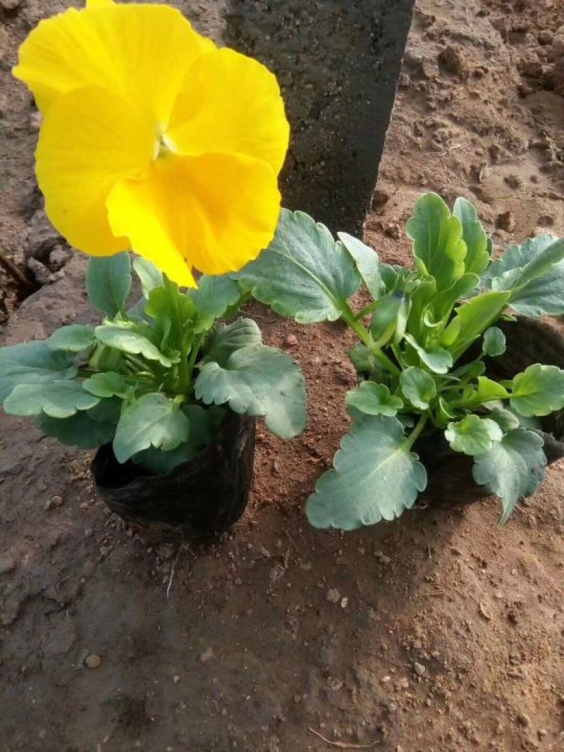 鲁冰花苗羽扇豆，山东鲁冰花花苗，花海种苗，绿化园林市政
