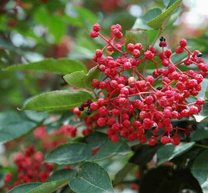 花椒苗1~2年
