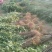 花椒苗1~2年