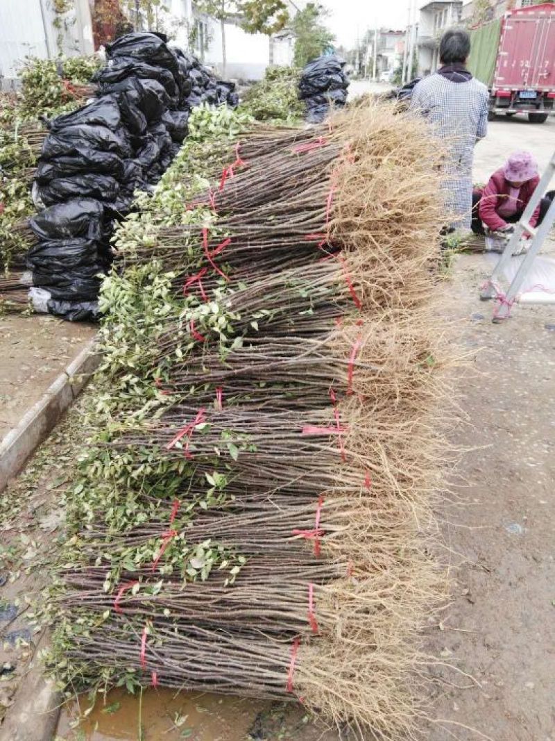 花椒苗1~2年