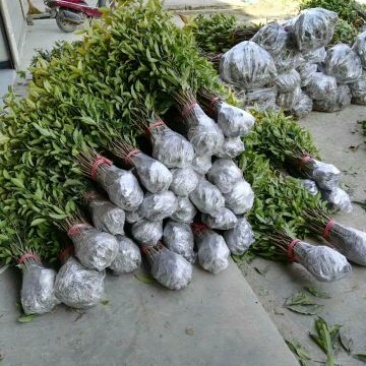 桂花八月金桂花树苗，丹桂花苗，四季桂月月桂包邮