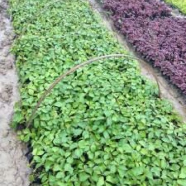爬山虎苗30~40cm爬山虎价格优质爬山虎苗