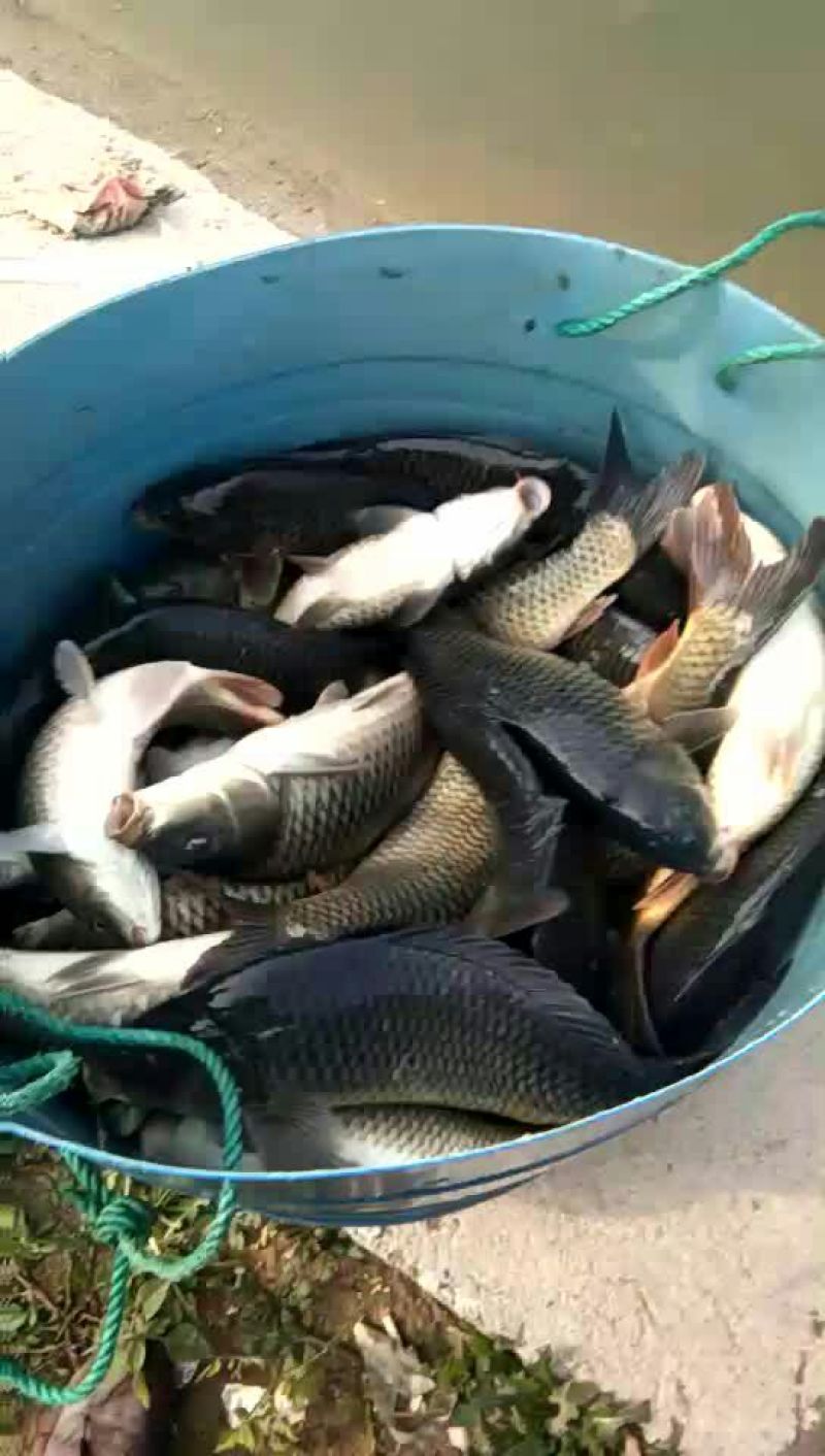 池鲤鱼食用1~2公斤