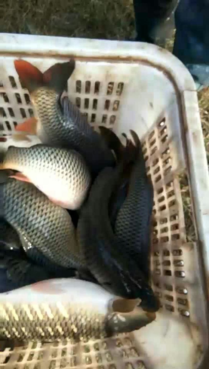 池鲤鱼食用1~2公斤