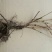 爬山虎苗30~40cm爬山虎价格优质爬山虎苗