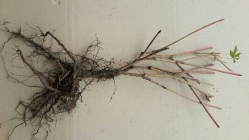 爬山虎苗30~40cm爬山虎价格优质爬山虎苗