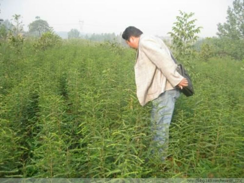 皂刺苗，批发优质皂角苗，规格齐全，价格实惠