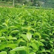 基地直销杜仲树苗，规格齐全，杜仲树苗价格