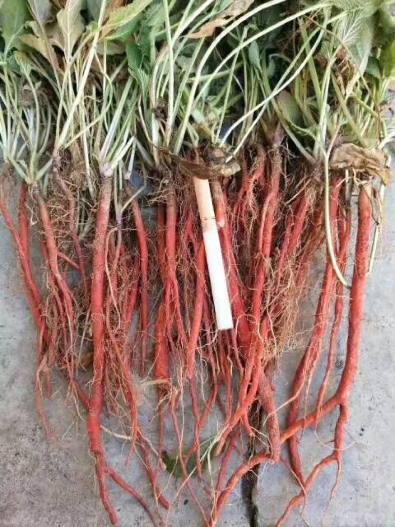 丹参苗，药用丹参苗，血参苗，基地直销