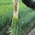 青葱大葱毛葱1cm左右40cm以上
