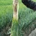 青葱大葱毛葱1cm左右40cm以上