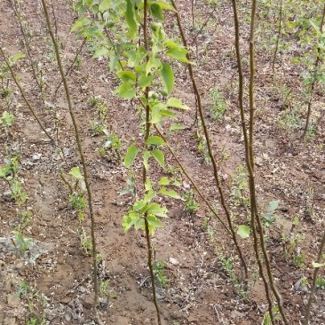 梨树苗100~150cm0.8~3cm