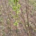 梨树苗100~150cm0.8~3cm