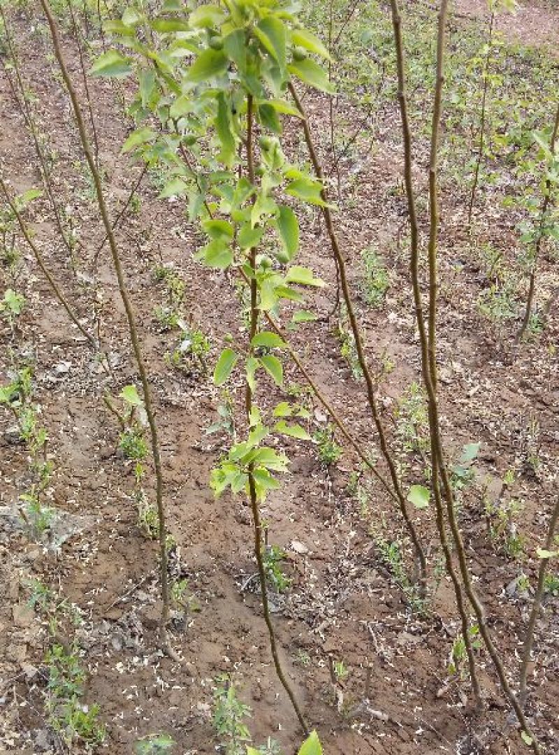 梨树苗100~150cm0.8~3cm