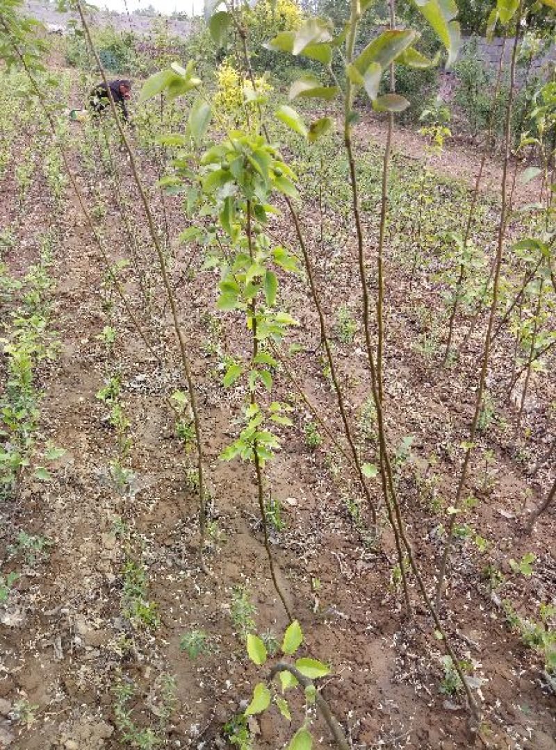 梨树苗100~150cm0.8~3cm