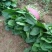 大叶菠菜常年有菠菜