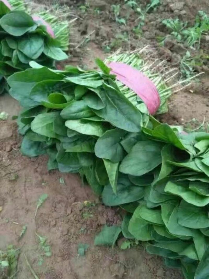 大叶菠菜常年有菠菜