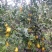 佛手袋装