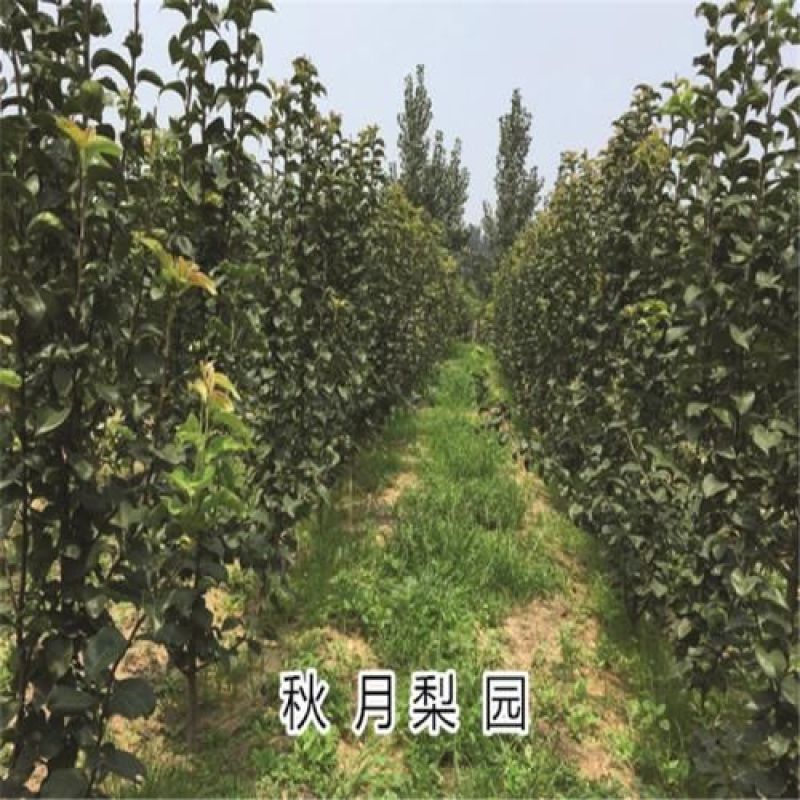 秋月梨树苗黄金梨树早酥红梨品种齐全可签合同