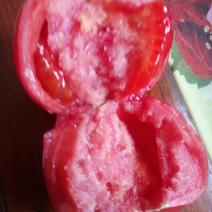 普罗旺斯西红柿弧三以上软粉精品