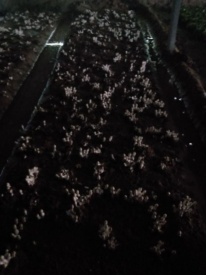 鸡腿菇一级