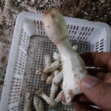鸡腿菇一级
