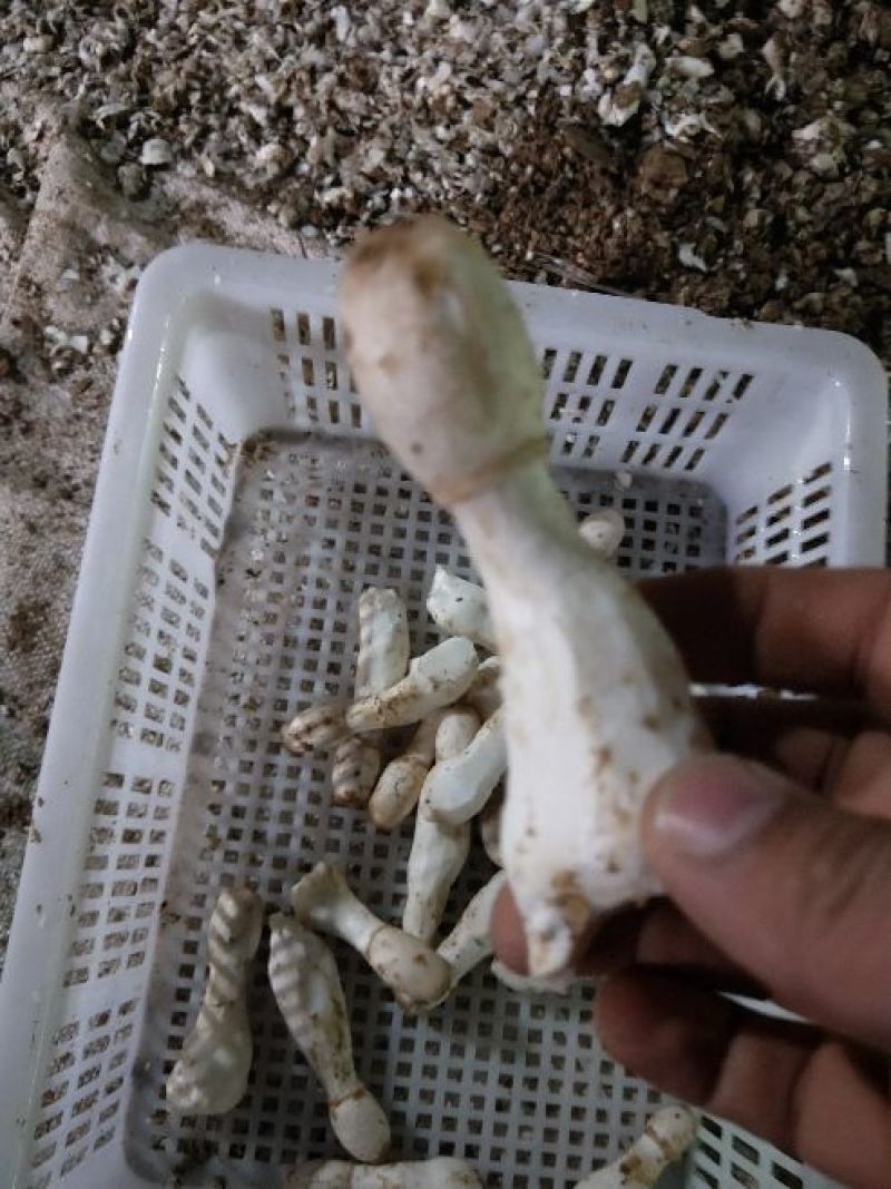 鸡腿菇一级