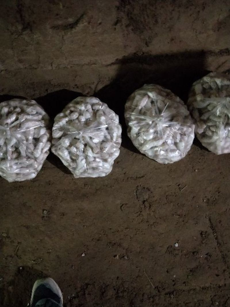 鸡腿菇一级