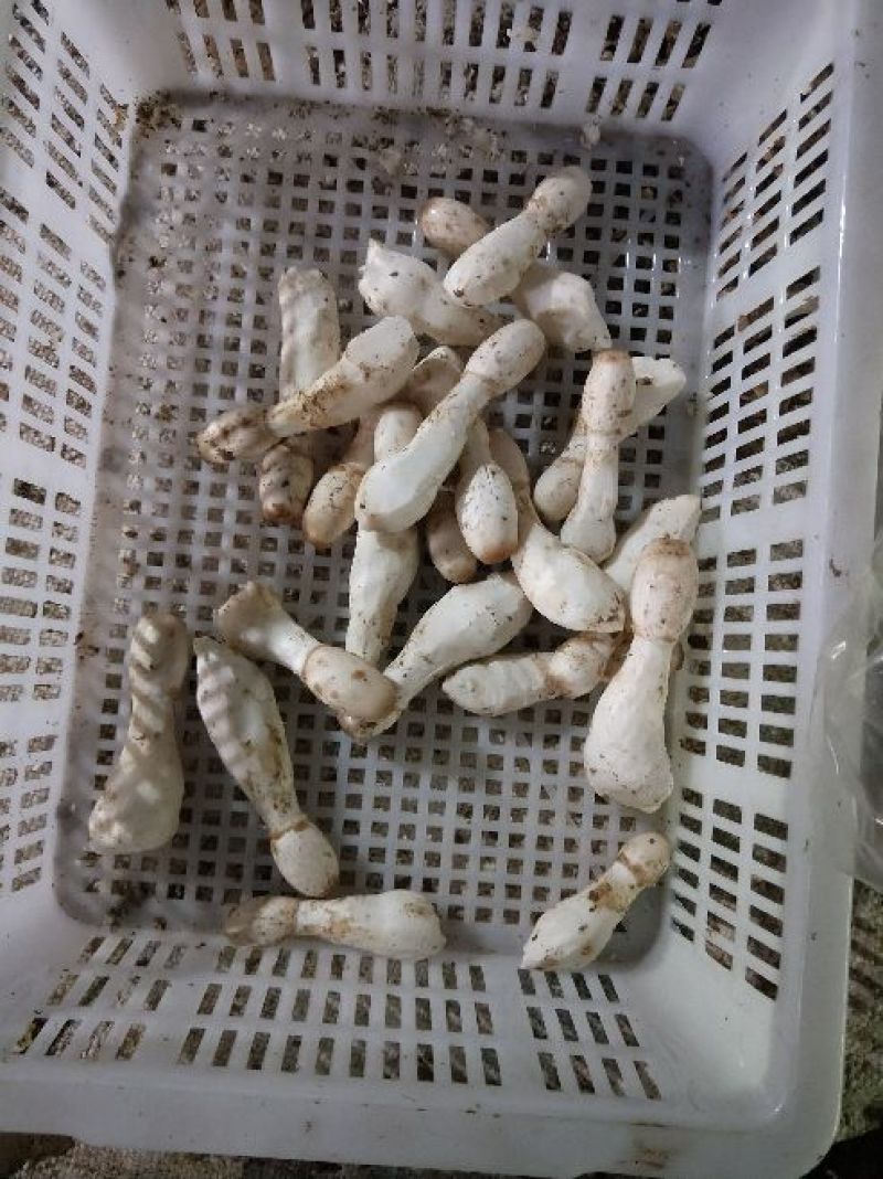 鸡腿菇一级