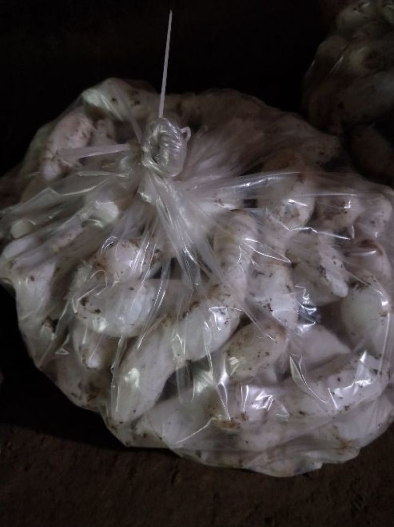 鸡腿菇一级