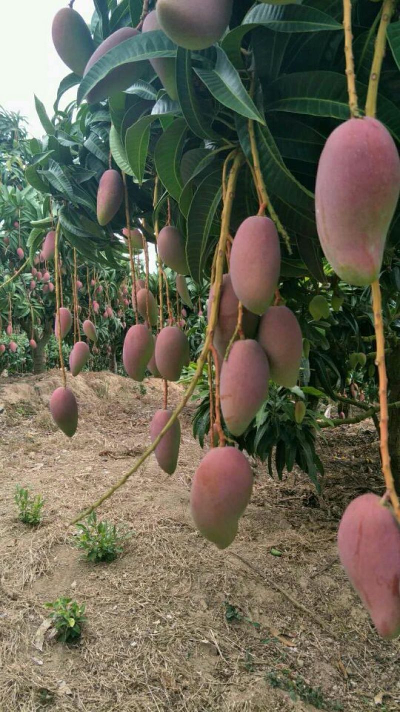 贵妃芒3两以上，鲜优果蜀供应链