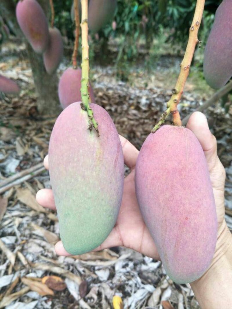贵妃芒3两以上，鲜优果蜀供应链