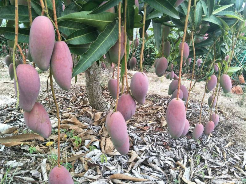 贵妃芒3两以上，鲜优果蜀供应链