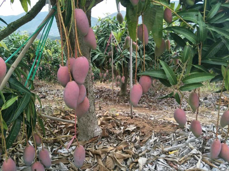 贵妃芒3两以上，鲜优果蜀供应链