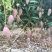 贵妃芒3两以上，鲜优果蜀供应链