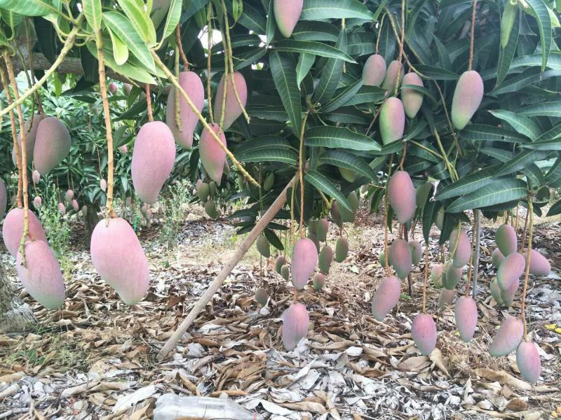 贵妃芒3两以上，鲜优果蜀供应链
